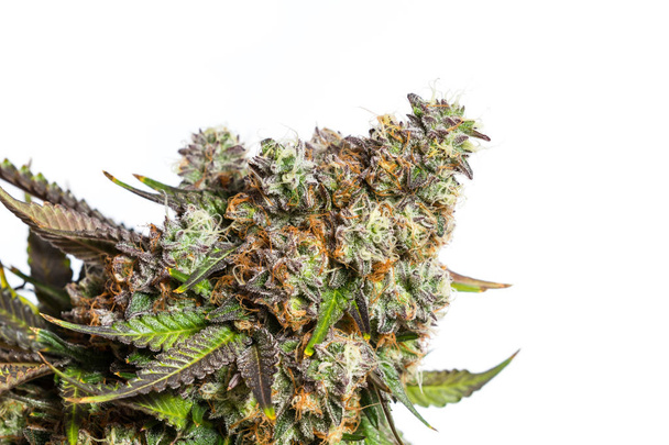 Tijd voor cannabis oogsten  - Foto, afbeelding