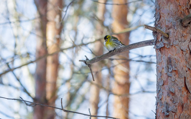 hungry wild bird siskin on a tree in spring forest - Photo, Image