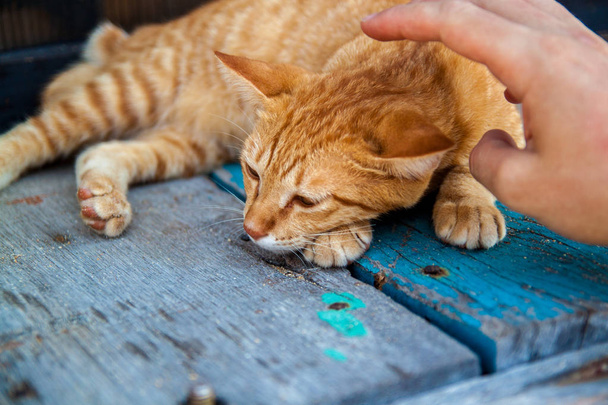 Feliz pequeno gato vermelho está satisfeito com a mão acariciando
. - Foto, Imagem