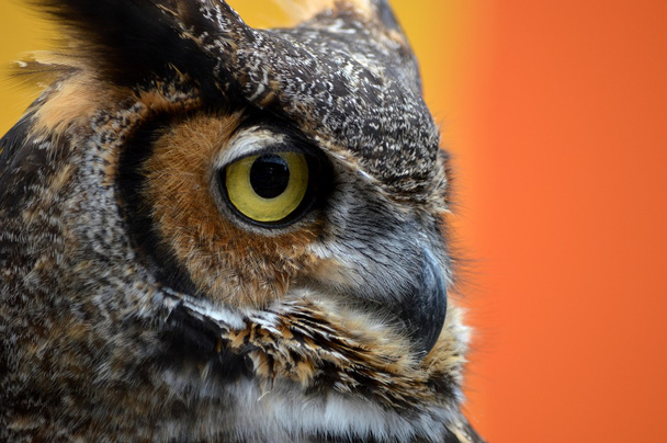 Owl Eye2 - Foto, afbeelding