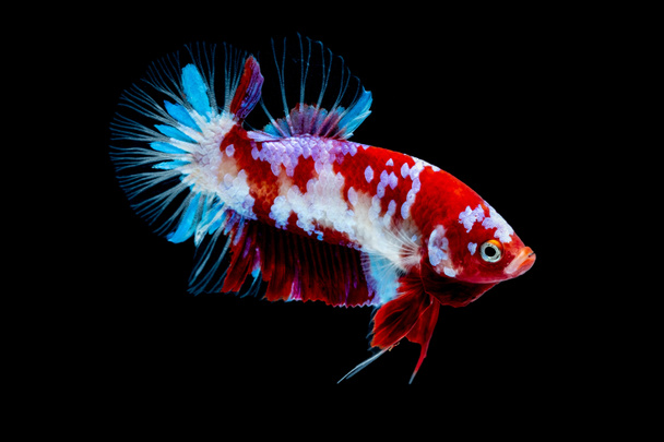 Рыба-бетта в акватории
 - Фото, изображение