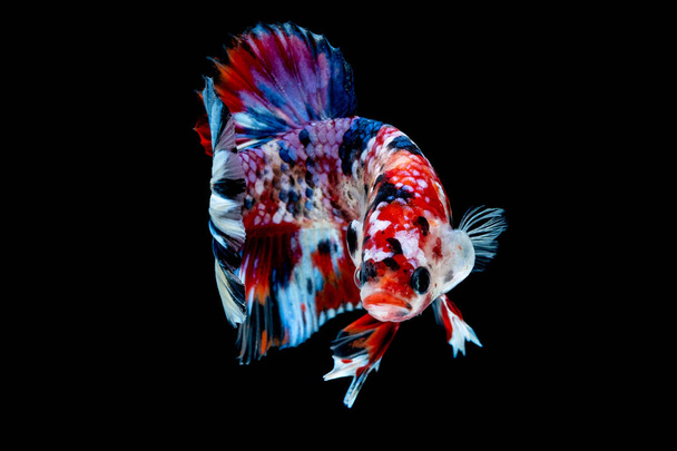 Betta poisson Lutte dans l'aquarium
 - Photo, image