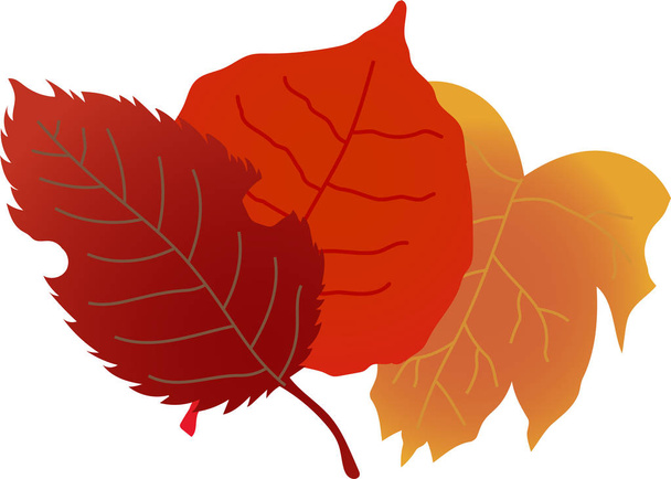 A group of Chic autumn leaves - Vector, Image