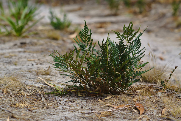 Baby fir tree growing on dried surface - Photo, Image