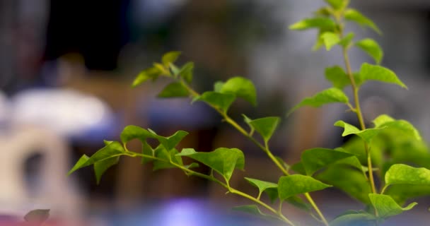 Closeup of tender green sprouts of tree  - Felvétel, videó