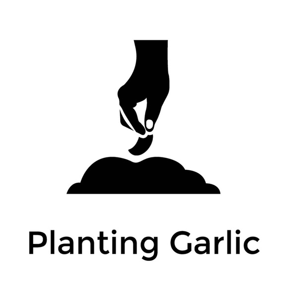 Solid icon vector of planting garlic  - Διάνυσμα, εικόνα