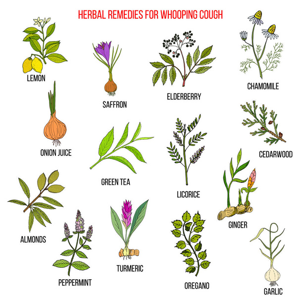 Herbal therapy for whooping couch - Vector, Image