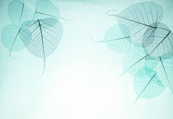 transparent dried leaves on green background - 写真・画像