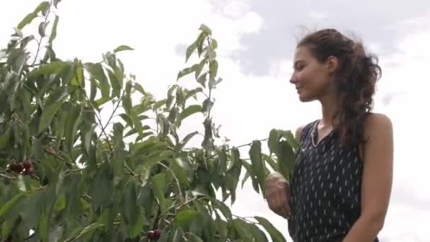 フルーツとベリーの収穫 - 映像、動画