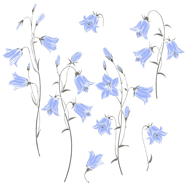 Set  of flowers campanula,  isolated on white background. Vector illustration. - Διάνυσμα, εικόνα