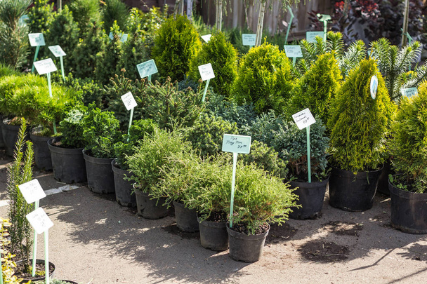 A number of plants in pots in the garden market. - Foto, Imagem