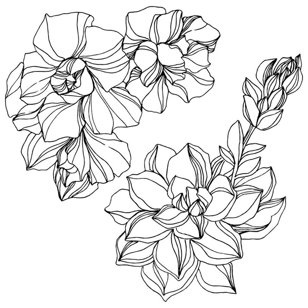 Vector Jungle botanique fleur succulente. Encre gravée en noir et blanc. Elément d'illustration succulents isolés
. - Vecteur, image