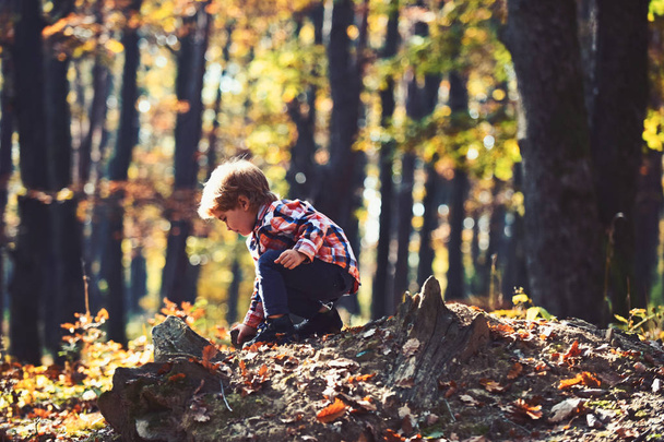 Activity and active rest for kid. Small boy play in autumn forest. Autumn vacation and camping. Little prince in fairy tale woods. Child play on fresh air outdoor - Valokuva, kuva