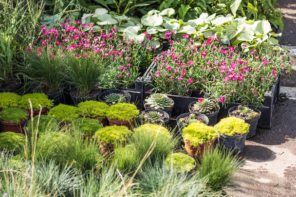 Rostliny, květiny a bylinky na zahradě trhu na podlaze v p - Fotografie, Obrázek