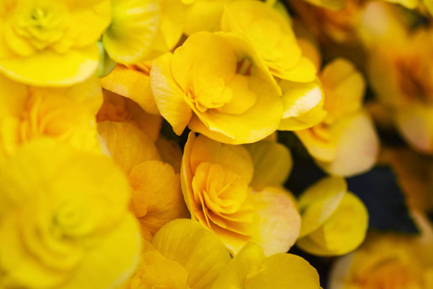 Flores amarillas begonias. Hermosa Begonia amarilla Gran Flor Científica .Begonia floreciendo en el jardín.Soft focus.
 - Foto, imagen