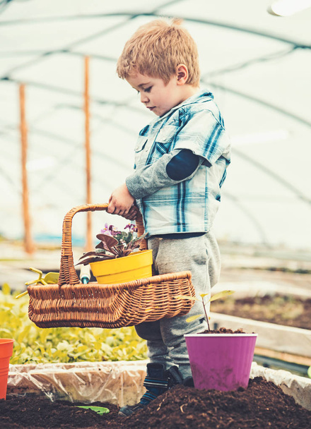 Cute boy holding wicker basket with yellow flowerpot. Side view kid standing on ground in greenhouse - Φωτογραφία, εικόνα