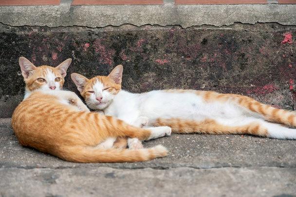 Dos gatito naranja joven mintiendo
 - Foto, imagen
