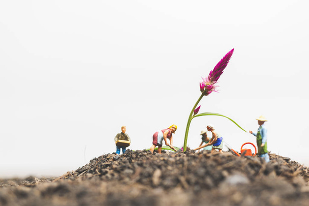 Miniature people , Gardeners take care growing plants  in The fi - Photo, Image