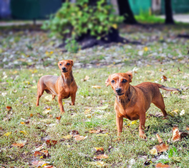 Dos perros tejón en una hierba de otoño
 - Foto, imagen