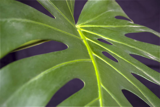 green fresh plants, leaves pattern - Fotó, kép
