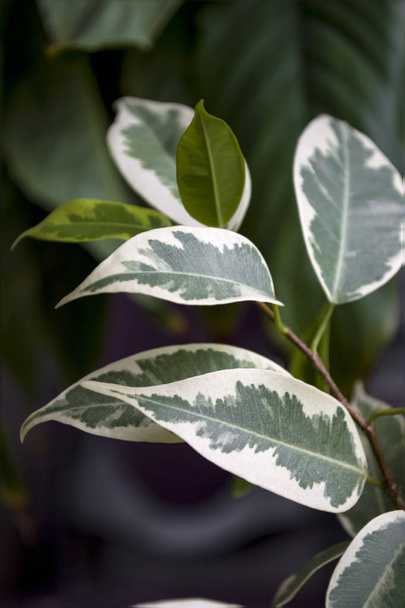 green fresh plants, leaves pattern - Foto, Imagen