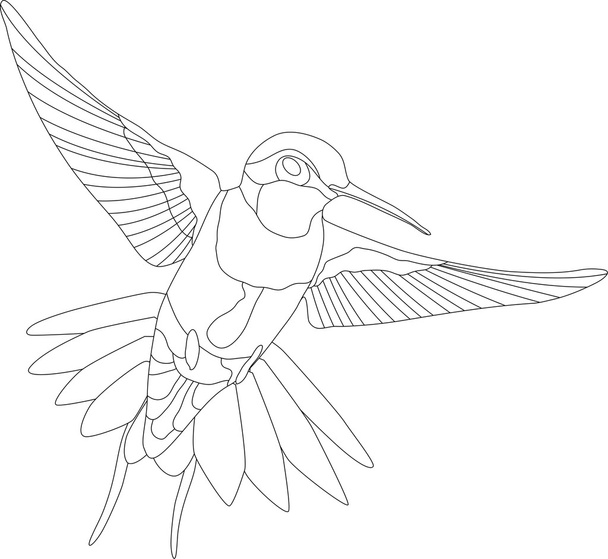 Hummingbird - Vektori, kuva