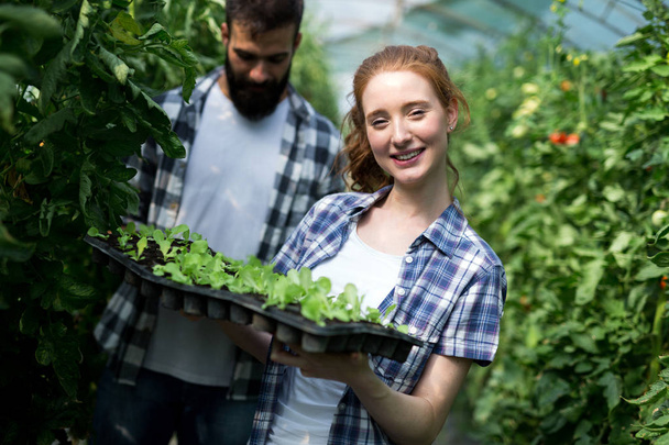 Young happy couple of farmers working in greenhouse - Zdjęcie, obraz