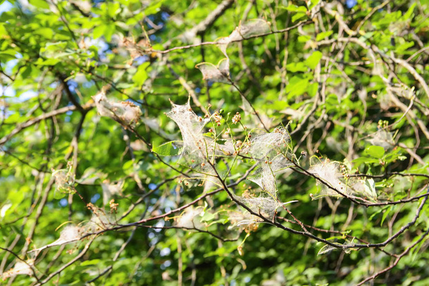 Pajęcza pajęczyna na gałęziach drzew z ptasiej ćmy wiśniowej - Zdjęcie, obraz