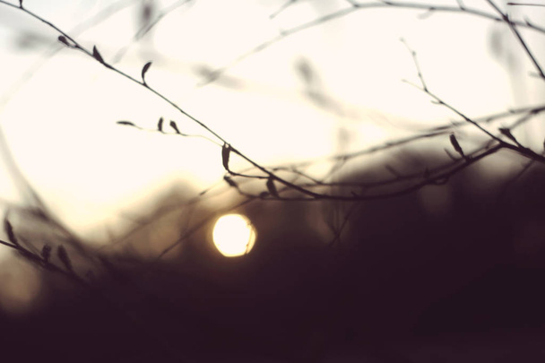 Puun oksien siluetit auringossa
 - Valokuva, kuva