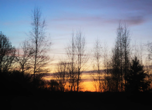 Puun oksien siluetit auringossa
 - Valokuva, kuva