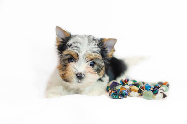 Two month old puppy Biewer-Yorkshire Terrier on a white background. Dog with colored decorations. - Photo, Image