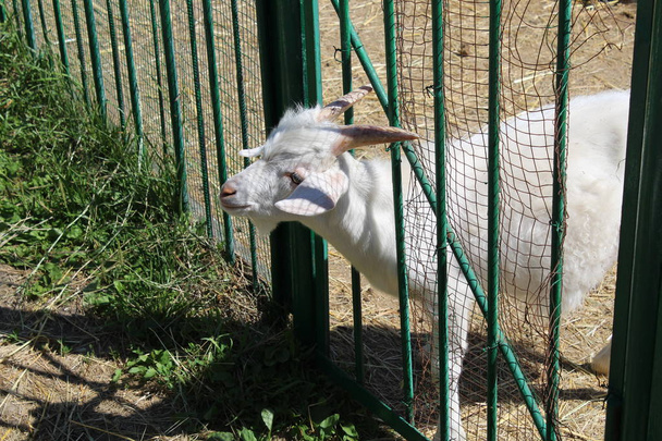 chèvre blanche regarde par derrière une clôture dans une ferme, chèvre blanche dans les fermes d'élevage, animaux
 - Photo, image