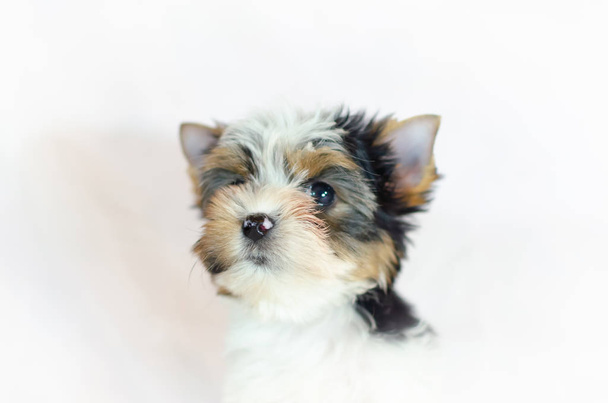 Two month old puppy Biewer-Yorkshire Terrier on a white background.  - Photo, Image