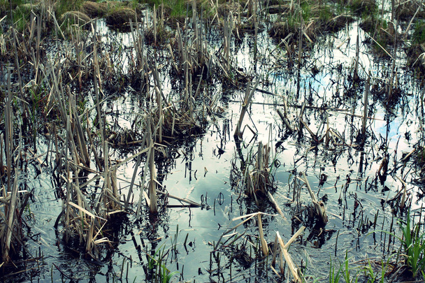 Swamp in the forest. - Photo, Image