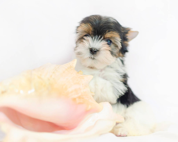 Two month old puppy Biewer-Yorkshire Terrier on a white background. Dog with seashell. - Photo, Image
