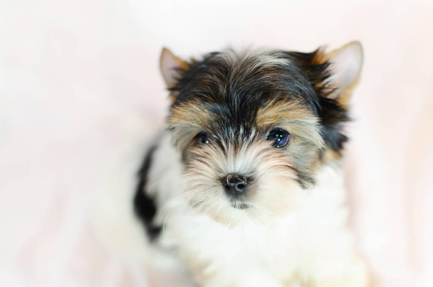 Two month old puppy Biewer-Yorkshire Terrier on a white background.  - Photo, Image