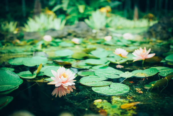 Lotuspool im botanischen Garten - Foto, Bild