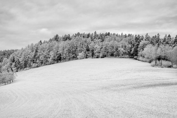 Rural idyllic bright monochrome winter landscape countryside scene over a snow field with hill, sky, clouds, trees and a forest - Photo, Image