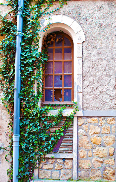 One arched window covered with ivy  - Photo, Image