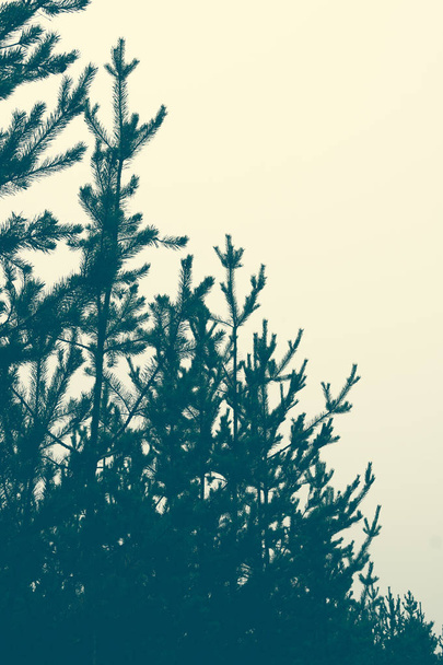 Silhouette of a pine forest and sky. Place for the text. - Photo, Image