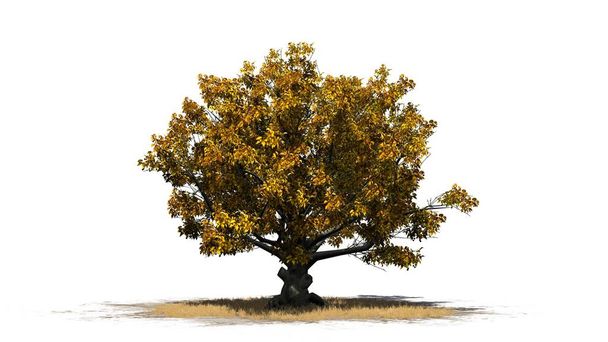 ενιαία αμερικανική οξιά δέντρο το φθινόπωρο σε μια περιοχή χλόης - απομονώνονται σε λευκό φόντο - Φωτογραφία, εικόνα