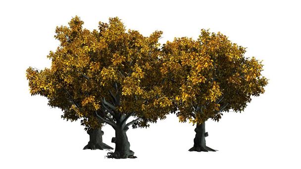 Американська Бук дерева скупчення в осінньо - ізольовані на білому тлі - Фото, зображення