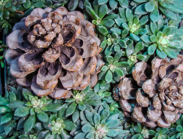 Cedar cones on the background of green succulent plants. - Photo, Image