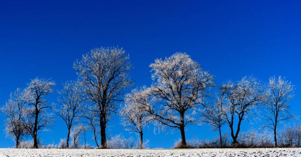 Scénu Barva světlé zimní zasněžené pole se stromy a jinovatkou přijatých v Rakousku za slunečného dne s temně modrá obloha - Fotografie, Obrázek