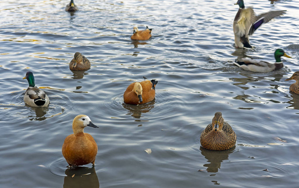 Különböző típusú kacsák a tóban, a városi park. - Fotó, kép