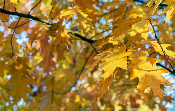 Яркие листья клена в осеннем городском парке
. - Фото, изображение