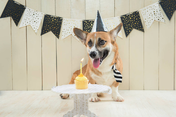 Симпатичный Пемброк Корги в шляпе на день рождения и праздничный кекс
 - Фото, изображение