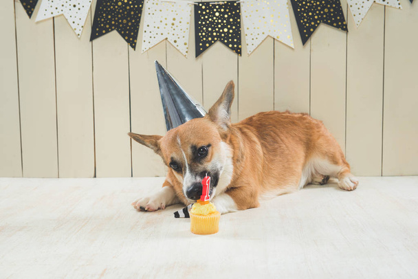 誕生日の帽子とお祝いケーキを着てかわいいペンブローク ・ コーギー ・ - 写真・画像