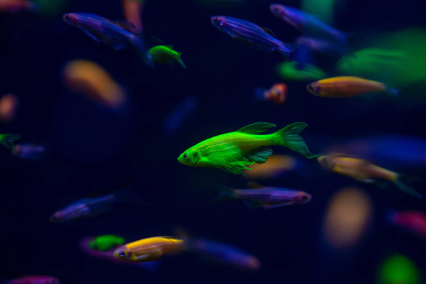 Nice danio glow fish freshwater pets aquarium - Zdjęcie, obraz