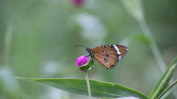 Film z The Plain Tiger Butterfly siedzi na kwiat roślin i karmienia się w jego naturalnym siedlisku  - Materiał filmowy, wideo